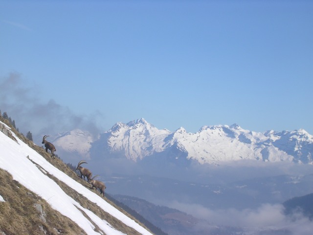#4 bouquetins : bouquetins sur fond de Haut Giffre... bouquetins : bouquetins sur fond de Haut Giffre...