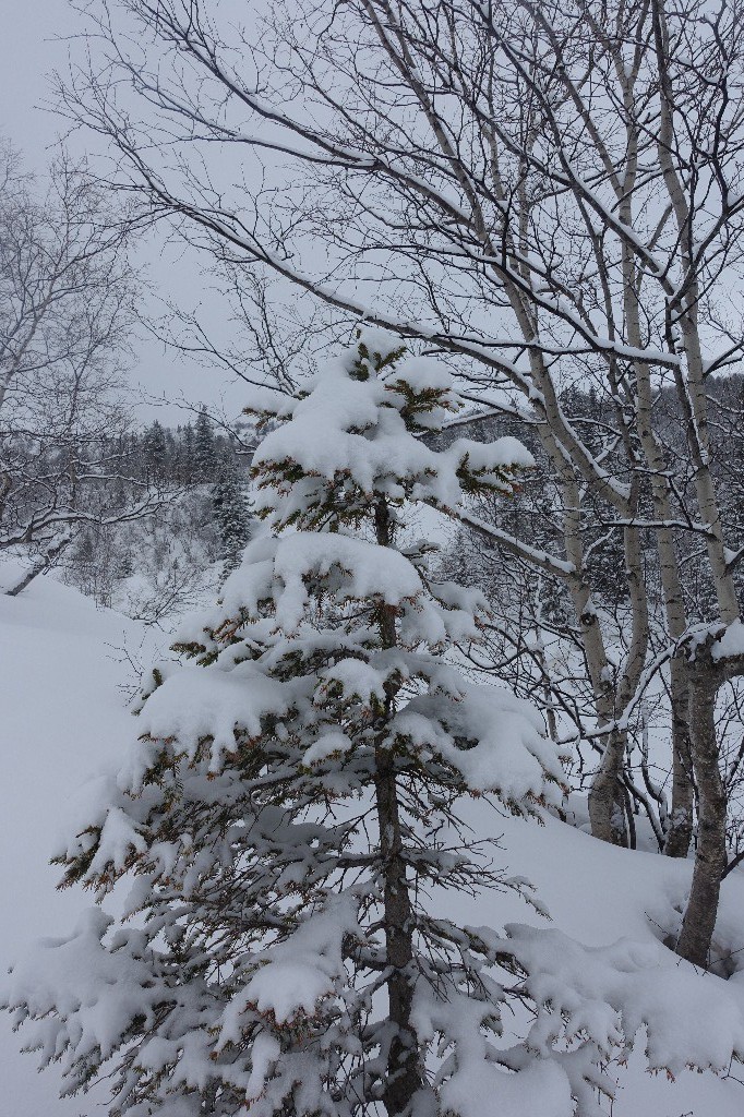 #2 Mon beau sapin Mon beau sapin