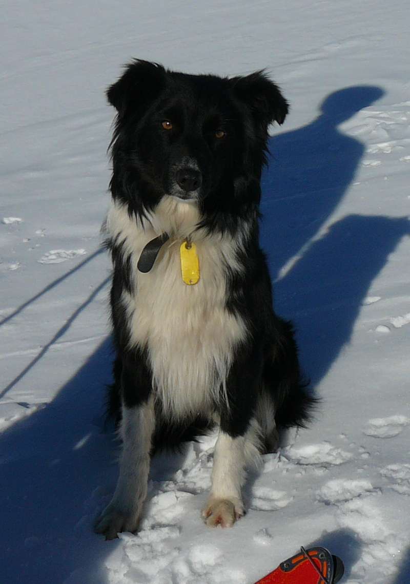 #1 Altéa : La gardienne du Sommet, qui nous a acompagné depuis le parking Altéa : La gardienne du Sommet, qui nous a acompagné depuis le parking
