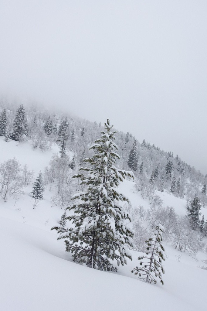 #2 Mon beau sapin Mon beau sapin