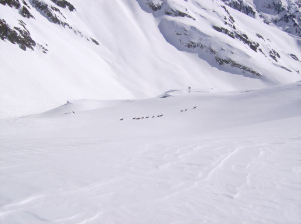 #3 nouvelle race de randonneurs : La tribu des 13 chamois... nouvelle race de randonneurs : La tribu des 13 chamois...