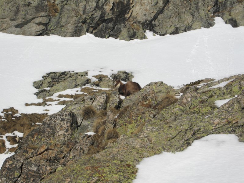 #2 chamois : Je dédie ce chamois aux Grenoblois qui n chamois : Je dédie ce chamois aux Grenoblois qui n' en voient pas souvent
... le parc national ça a du bon quand meme.