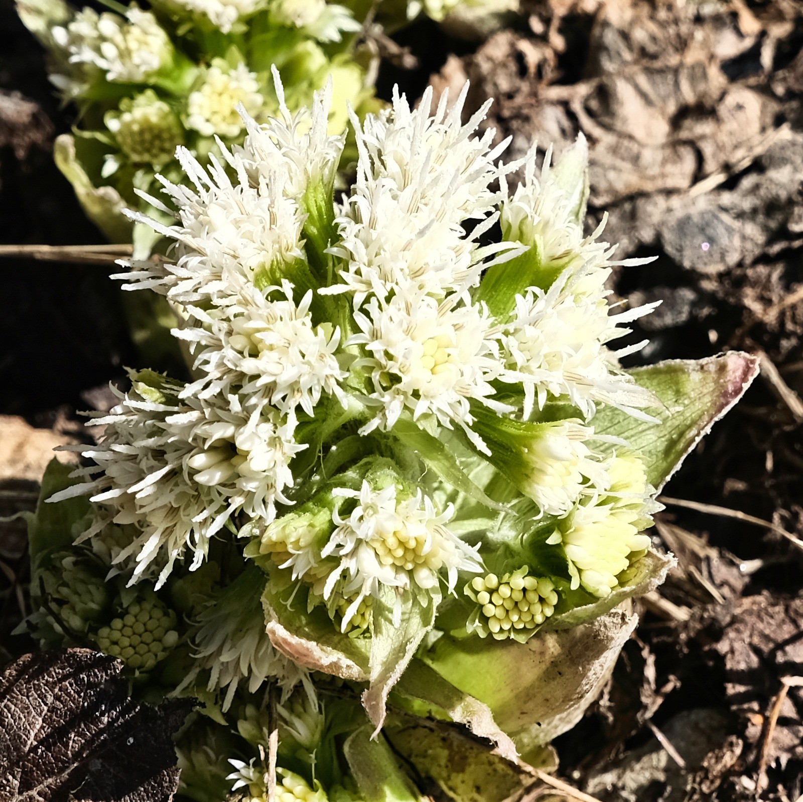 Les capitules blancs du pétasite.