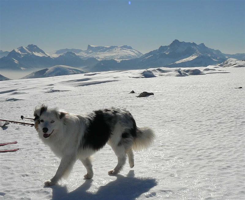 #1 Le chien épatant : C Le chien épatant : C'est la première fois que je vois un chien envoyer du bois dans un couloir : Technique très sure, et pas peur du tout !
Droit dans la pente !