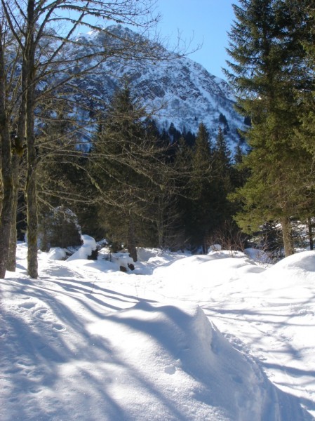 la foret : la foret est encore bien skiable