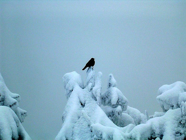 #3 oiseau : ambiance feutrée oiseau : ambiance feutrée
