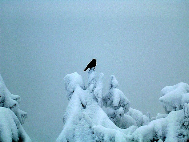 oiseau : ambiance feutrée