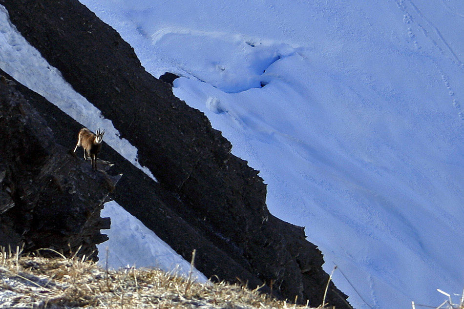 #3 Chamois : Sous surveillance. Chamois : Sous surveillance.