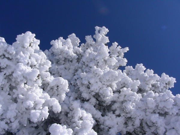 C'est givré ! : Joli givre et neige sur les quelques arbres qui survivent près des crêtes.