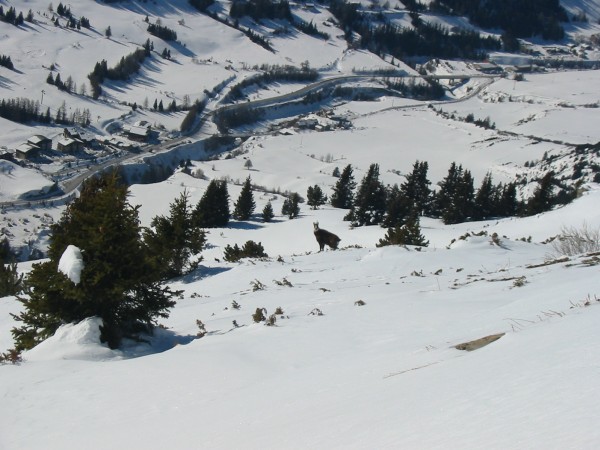 #1 Un chamois nous observe : La montagne est ici farcie de chamois, pas moins de 50 ! Un chamois nous observe : La montagne est ici farcie de chamois, pas moins de 50 !
