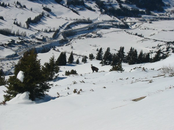 Un chamois nous observe : La montagne est ici farcie de chamois, pas moins de 50 !