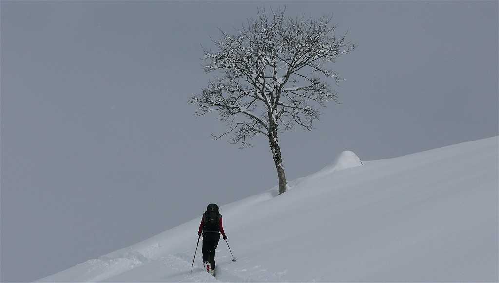 #1 AnneCé : Arbre isolé AnneCé : Arbre isolé