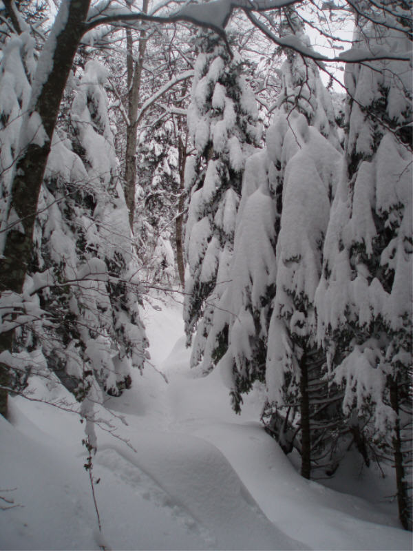 Blanche neige : De gros paquet de neige en forêt