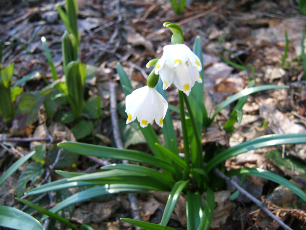 #1 Antoroto : C Antoroto : C'est le printemps!