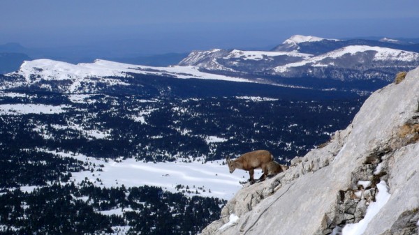 #1 Grand Veymont : Belle rencontre en route pour le sommet Grand Veymont : Belle rencontre en route pour le sommet