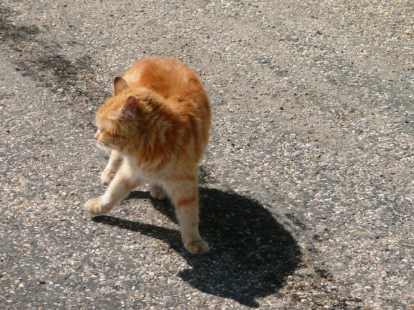 #2 chat du gîte de la Ruchère : on ne pourra pas dire qu chat du gîte de la Ruchère : on ne pourra pas dire qu'on a pas vu un chat,on a vu aussi un pic noir et un écureuil noir