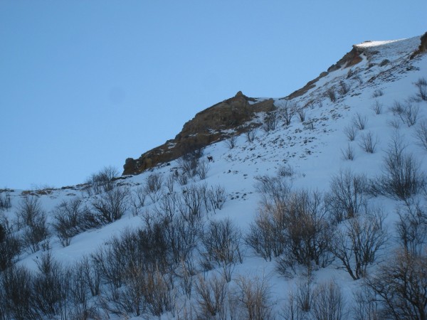 #18 Petit vallon magique : Où est le chamois imperturbable ? Petit vallon magique : Où est le chamois imperturbable ?