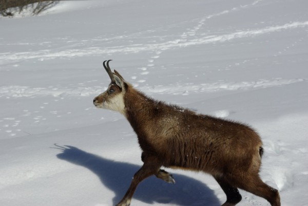 #3 Chamois en perdition : Sur la route des Ecots. Bientôt il va tourner en rond et s Chamois en perdition : Sur la route des Ecots. Bientôt il va tourner en rond et s'écrouler par terre... On a hésiter à le prendre pour le pic nique. On a préféré appeler la mairie de Bonneval.