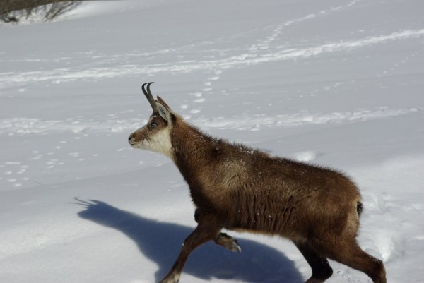 Chamois en perdition : Sur la route des Ecots. Bientôt il va tourner en rond et s'écrouler par terre... On a hésiter à le prendre pour le pic nique. On a préféré appeler la mairie de Bonneval.