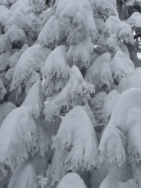 Effets de neige : Branches croulantes