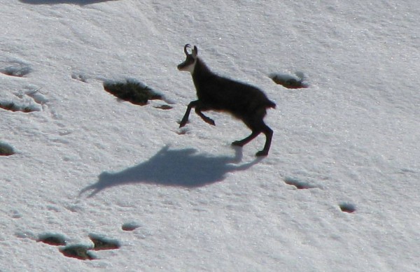 chamois : Chamois qui gambadait dans la neige au dessus du torrent de Bonnepierre