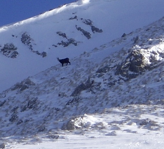 #2 Chamois au Colombier : Nous on monte pour trouver la neige, eux ils montent pour trouver de l Chamois au Colombier : Nous on monte pour trouver la neige, eux ils montent pour trouver de l'herbe !