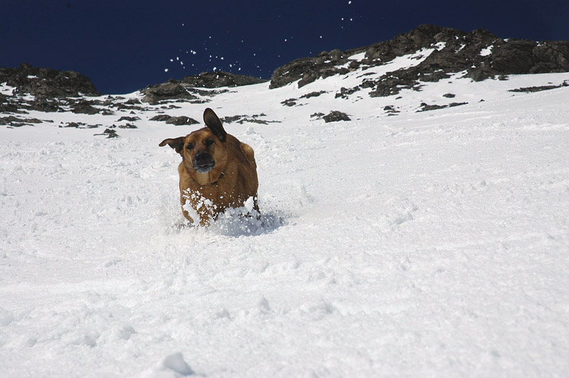 #13 Django : en profite à fond. La neige de printemps, c Django : en profite à fond. La neige de printemps, c'est quand même mieux que la profonde de janvier !!!