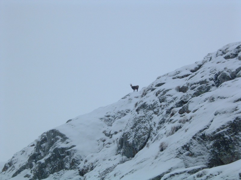 #2 Chamois : On est surveillé Chamois : On est surveillé