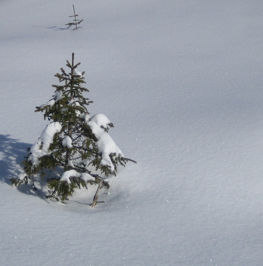 C'est l'hiver ! : L'épicéa n'en revient pas pour un 16 avril