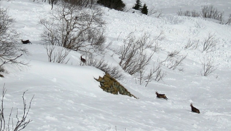 Chamois sous le couloir : Anicet, Hyacinthe, Hortense et Mathurine