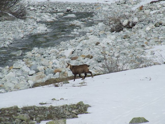 #7 chamois : tranquillité avant la période estivale chamois : tranquillité avant la période estivale