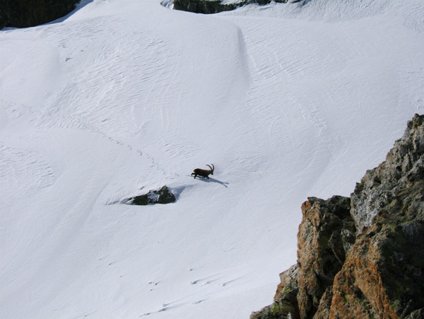 #13 Gélas : Les bouquetins sont de sortie aussa!!! En remontant au Col de Fenestre d Gélas : Les bouquetins sont de sortie aussa!!! En remontant au Col de Fenestre d'où il décendait, car on a vu ses traces.