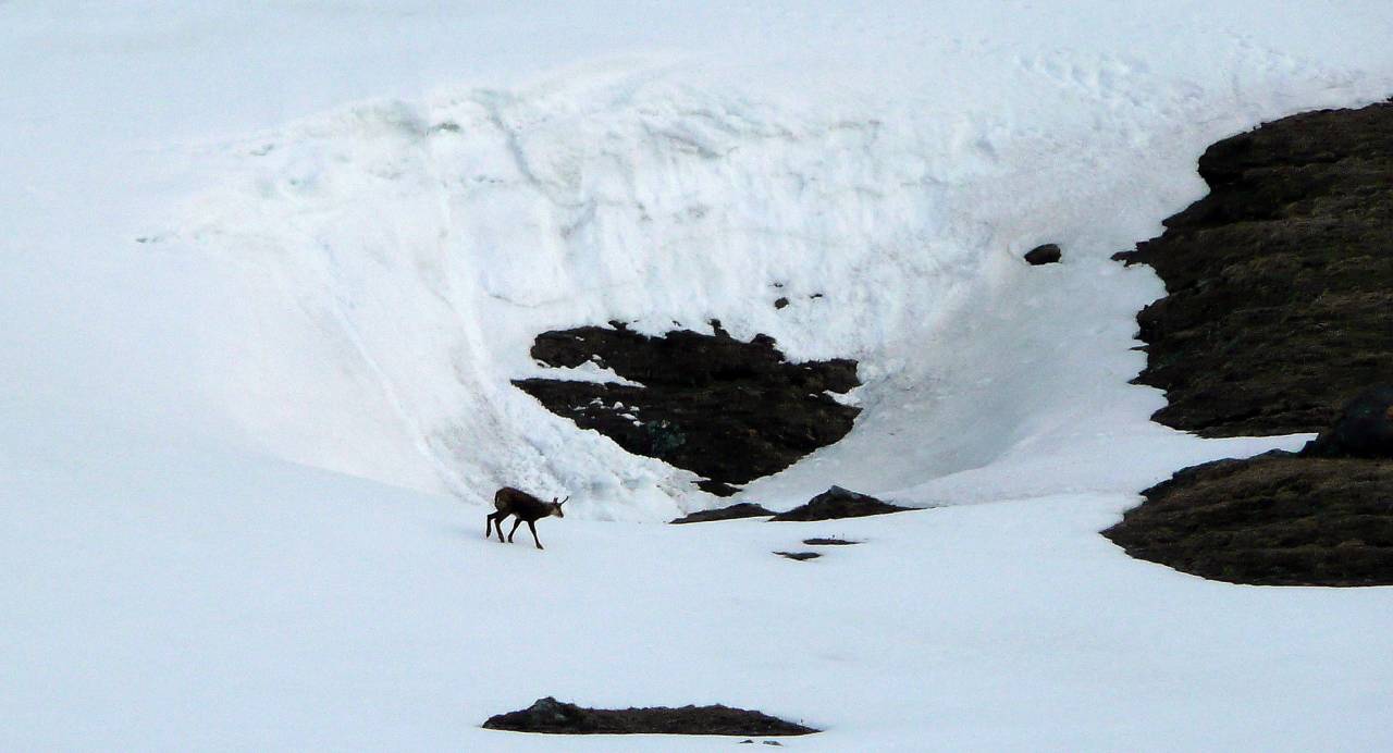 #1 chamois : 6h45 dans les pentes dominant le barrage du saut chamois : 6h45 dans les pentes dominant le barrage du saut