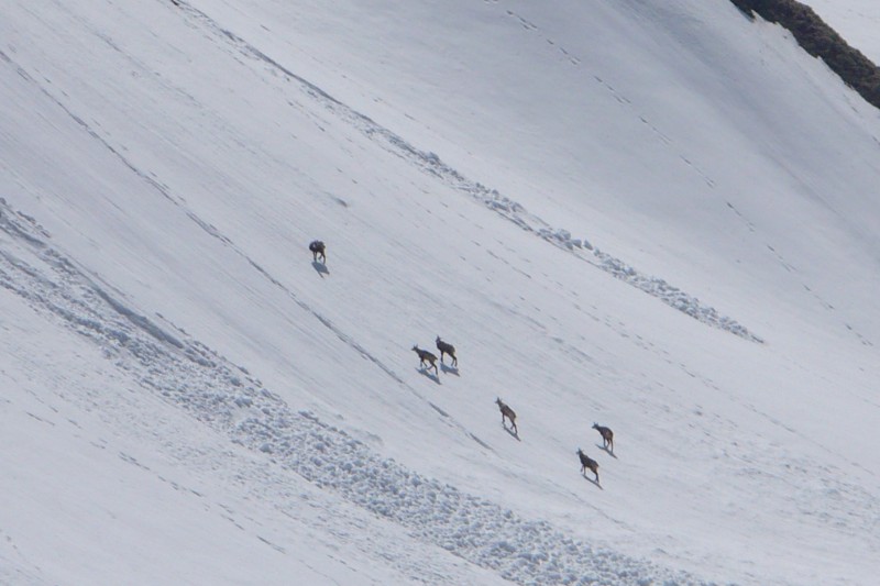 #12 Chamois : Les Chamois ainsi que les marmottes et Bouquetins sont très présent dans le secteur. Un vallon très riche en Faune et Flore. Chamois : Les Chamois ainsi que les marmottes et Bouquetins sont très présent dans le secteur. Un vallon très riche en Faune et Flore.
