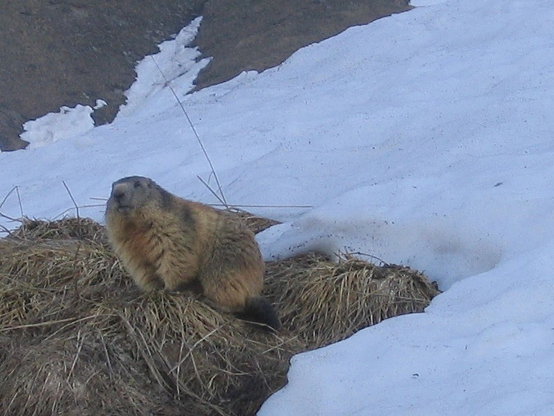 #1 Marmotte : une bonne dizaine de marmottes aperçues ce matin. Marmotte : une bonne dizaine de marmottes aperçues ce matin.