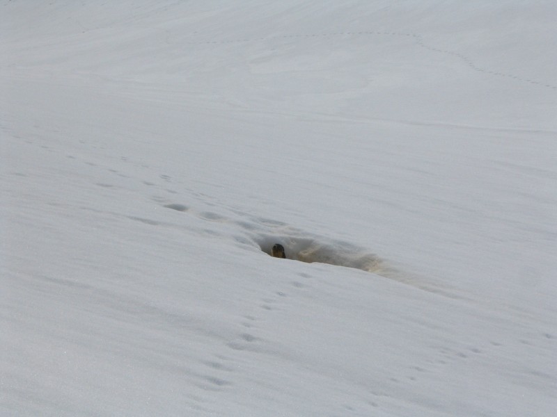 #3 marmotte : c marmotte : c'est le printemps, les marmottes sont de sortie