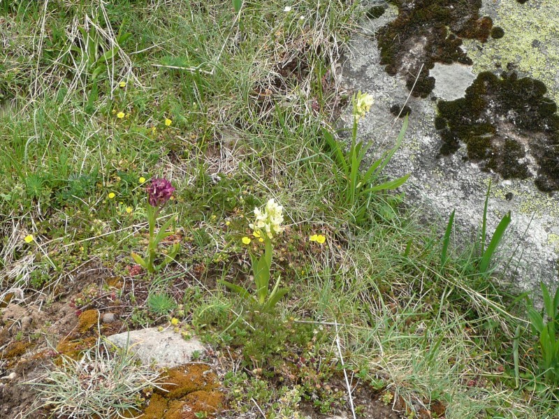 Petites fleurs. : Orchis printanières.