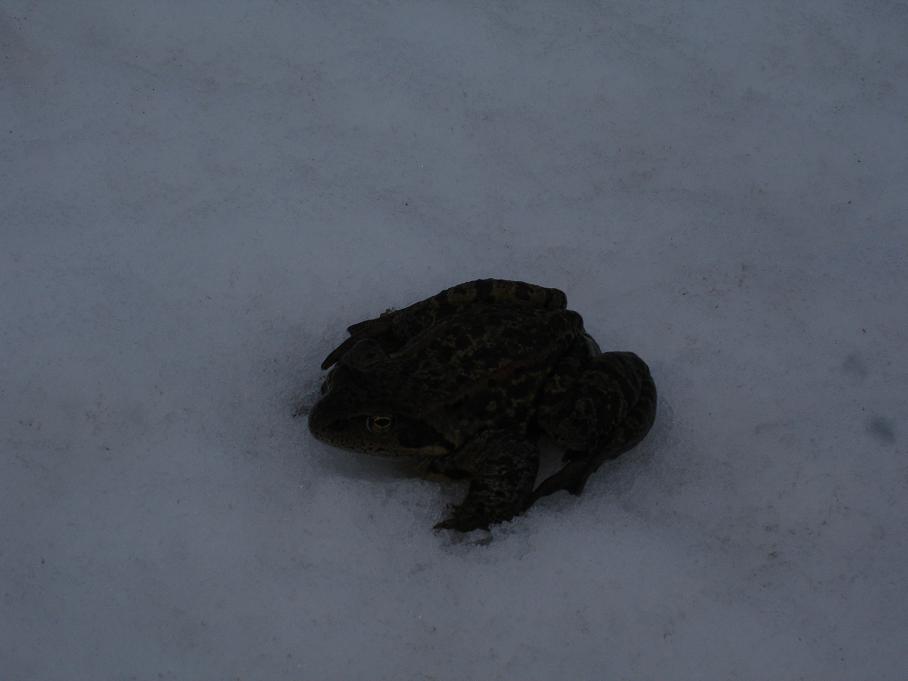 Grenouile : Mais qu'arrive t-il aux grenouilles, tapies sur la neige par dizaines ?