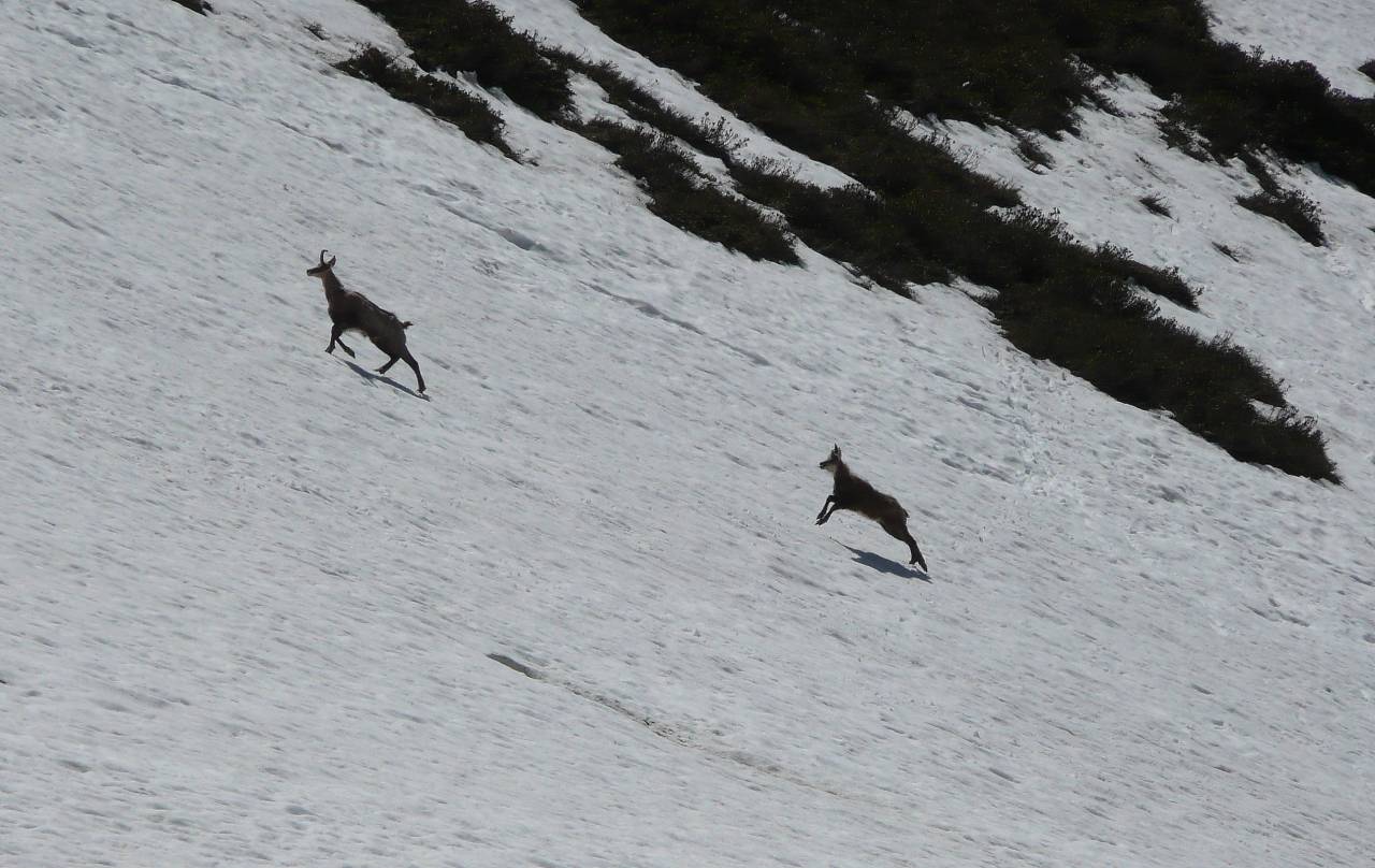 #11 couple de chamois : juste au dessus du chalet des Barmettes couple de chamois : juste au dessus du chalet des Barmettes
