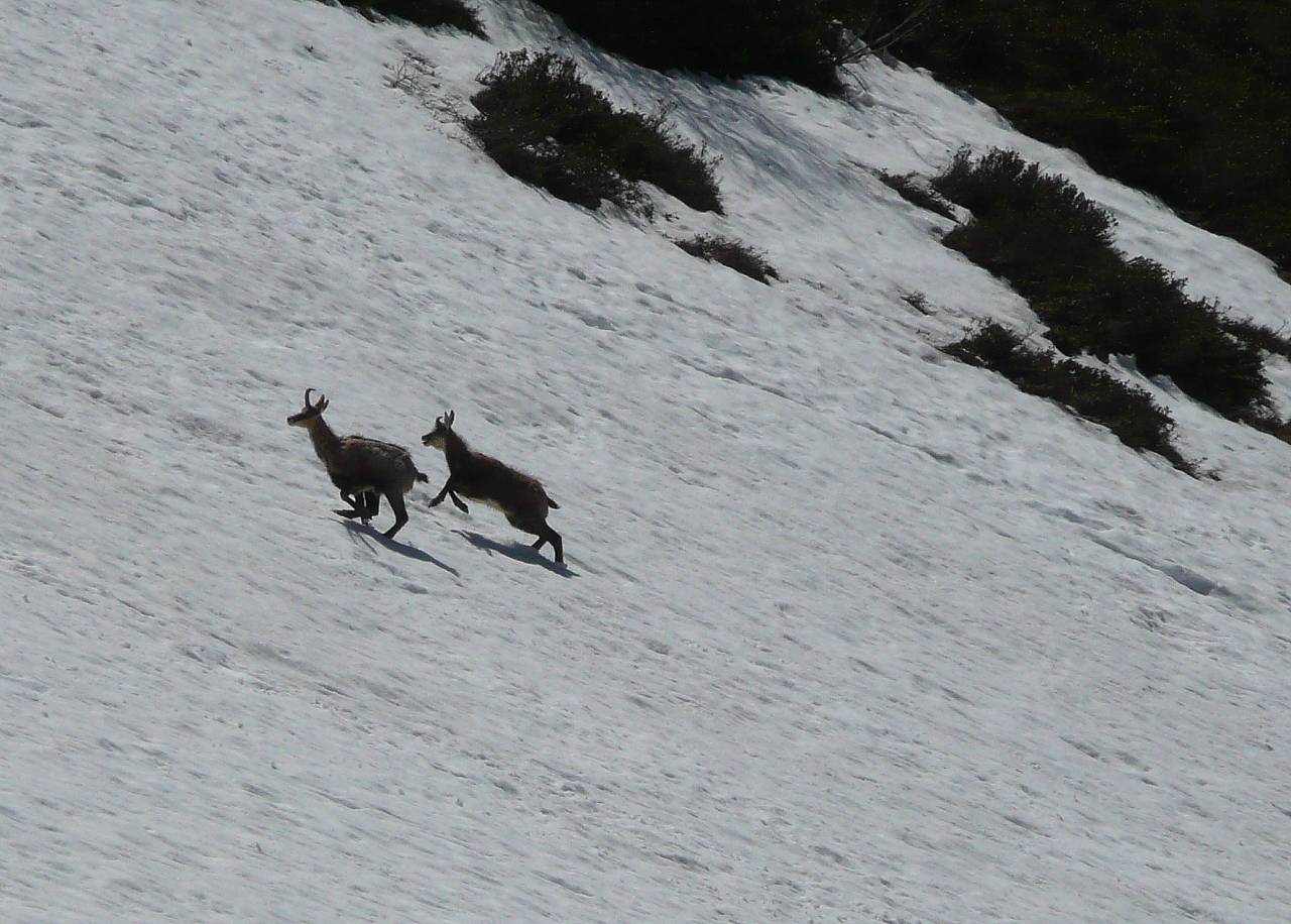 #12 couple de chamois : pas très farouches, ils ne s couple de chamois : pas très farouches, ils ne s'enfuient pas !!