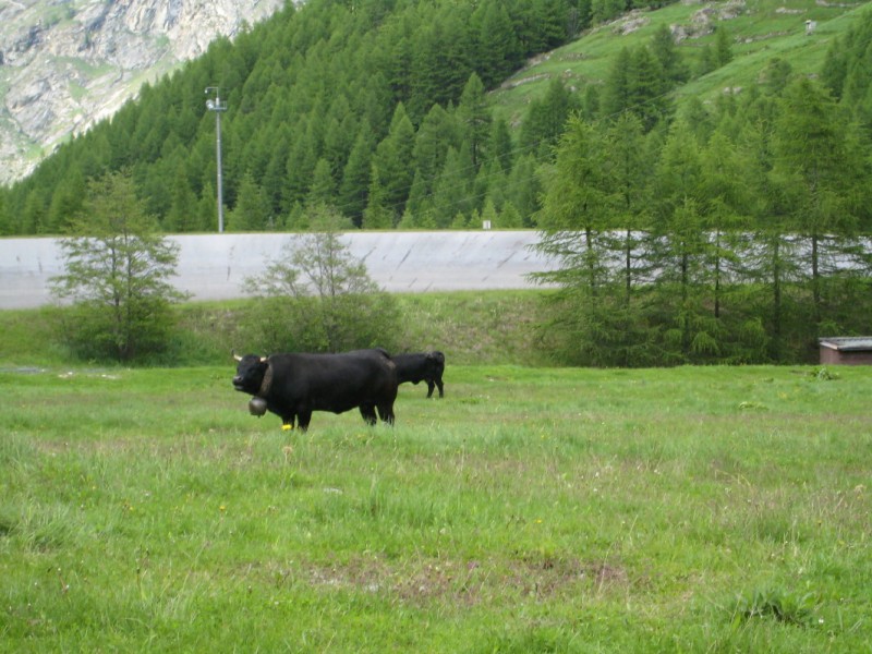 #4 Vache : Y a plus de saison mon bon Monsieur ! Vache : Y a plus de saison mon bon Monsieur !