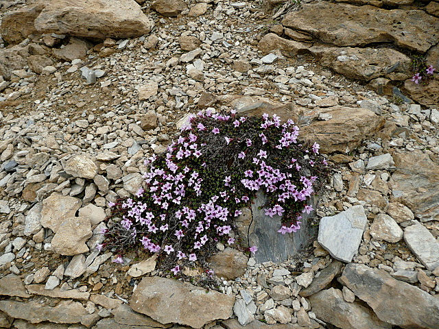 C'est quoi ? : Le printemps gagne en altitude