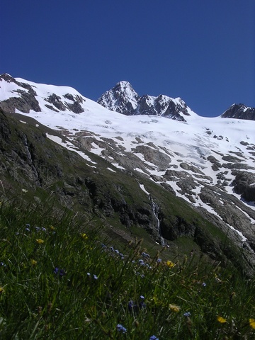 #13 Aiguille des glaciers : Des fleurs, de la verdure, de la neige...le bonheur!! Aiguille des glaciers : Des fleurs, de la verdure, de la neige...le bonheur!!