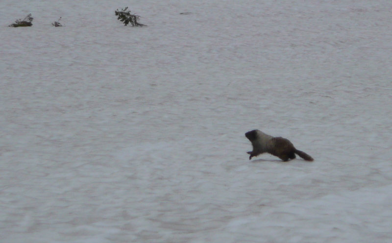 #26 Faune locale : Les marmottes sont aussi farouches par ici Faune locale : Les marmottes sont aussi farouches par ici