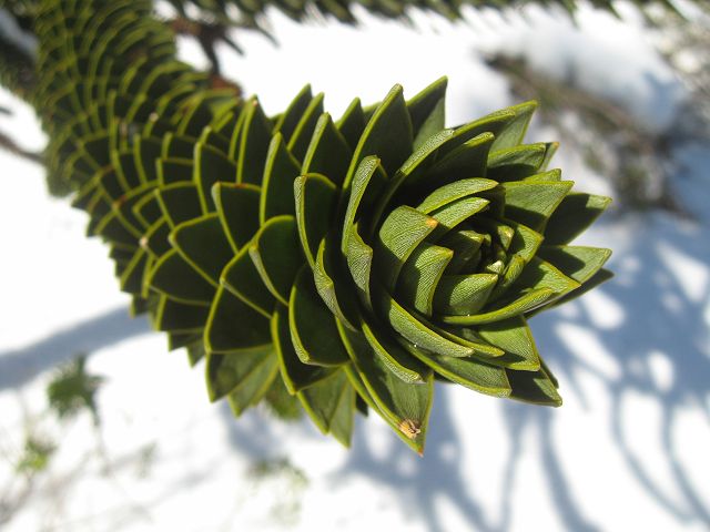 #4 Branche d Araucaria : Detail des branches piquantes Branche d Araucaria : Detail des branches piquantes
