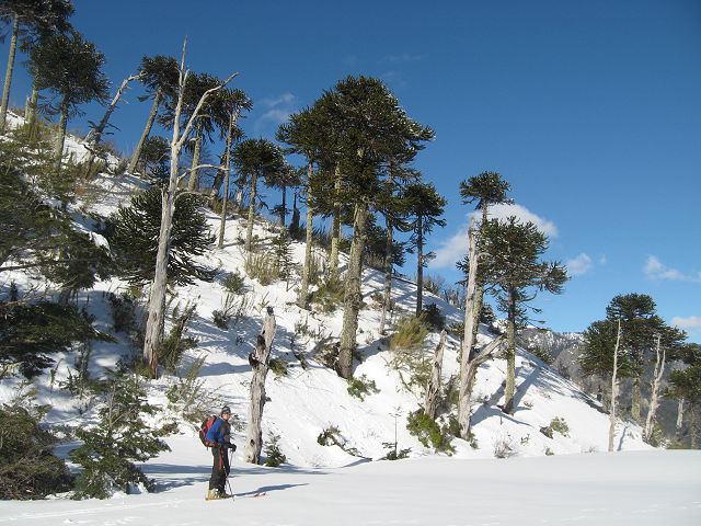 #5 Araucarias : Toni devant les araucarias, les grands arbres du sud Araucarias : Toni devant les araucarias, les grands arbres du sud