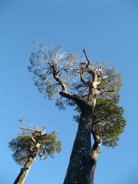 #1 Coihues : Les coihues, autres grands arbres du sud Coihues : Les coihues, autres grands arbres du sud