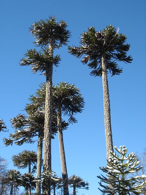 #2 Araucarias : Debut de la rando au milieu des Araucarias Araucarias : Debut de la rando au milieu des Araucarias