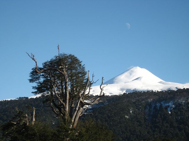 #7 Villarica : Le Villarica au dessus de la foret andine Villarica : Le Villarica au dessus de la foret andine