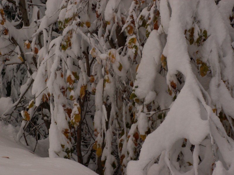 La nature : surprise elle aussi par autant de neige dans ca tranquillité automnal.